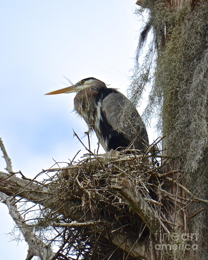 Nesting Heron Photograph by Carol  Bradley