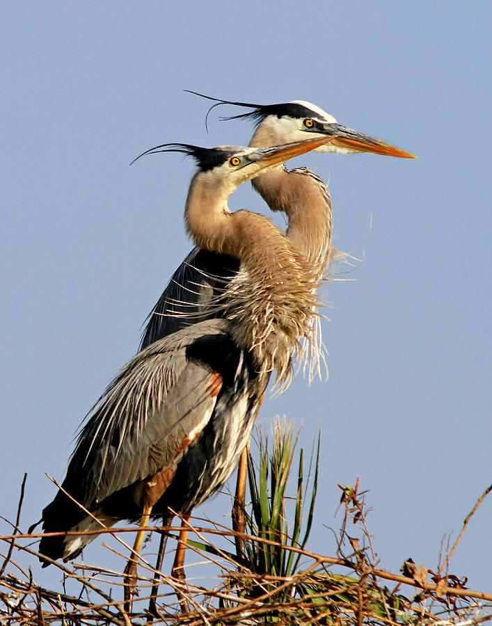 Nesting Herons Photograph by Ira Runyan - Fine Art America