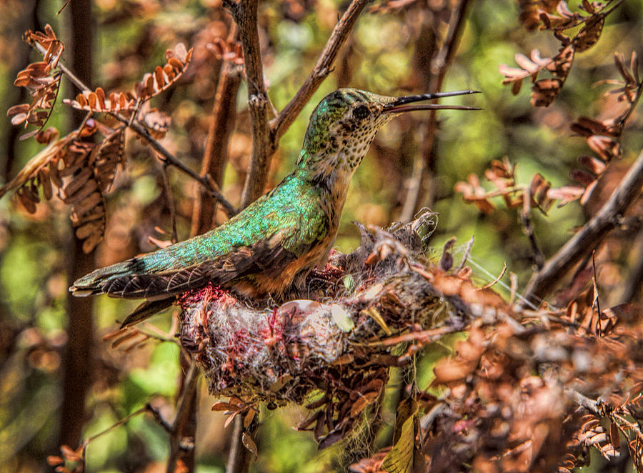 Nesting Hummingbird Photograph by Diana Powell