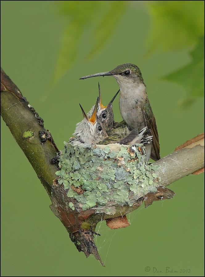 Nesting Hummingbird Family Photograph by Daniel Behm
