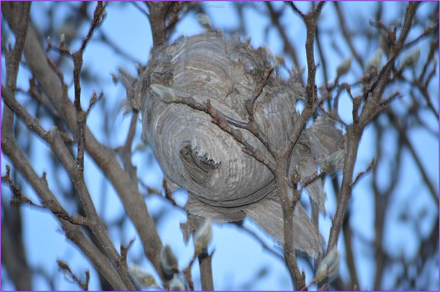 Nesting in Magnolia Photograph by Sonali Gangane