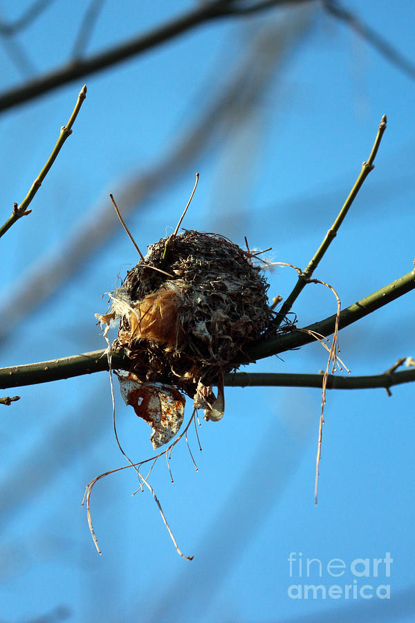 Nesting Photograph by Jamie Smith