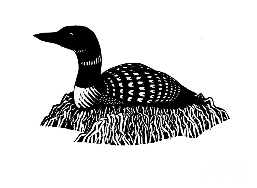 Nesting Loon Drawing by Art MacKay