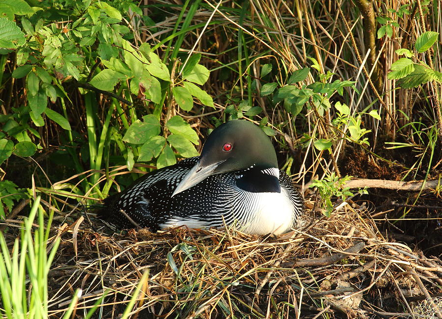 Nesting Loon Photograph by Duane Cross
