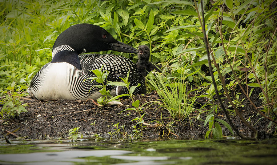 Precious photos show two loons adopt an abandoned duckling hours after their chick is killed