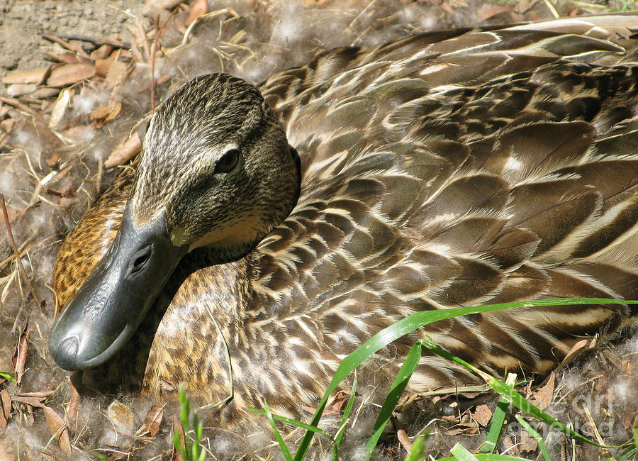 Nesting Mallard Photograph by Ann Horn