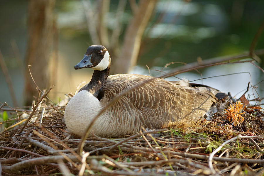 Nesting Mother Canadian Goose Photograph by John Magyar Photography