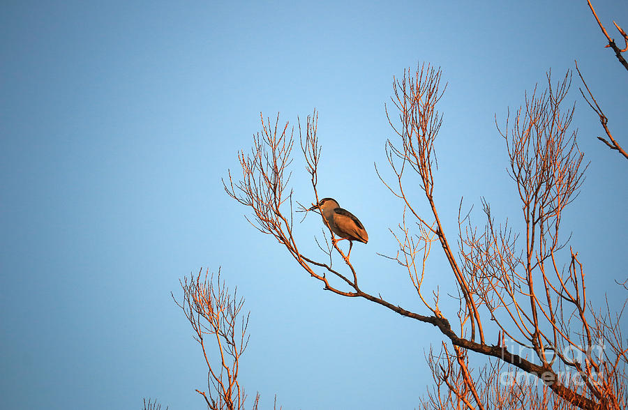 Nesting Night Heron Photograph by Charline Xia
