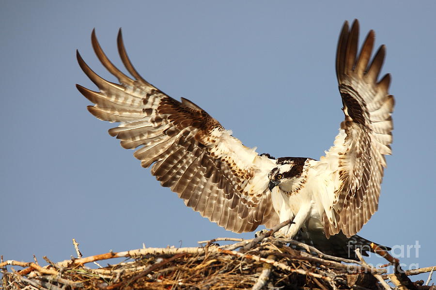 Nesting Osprey Photograph by Bill Singleton