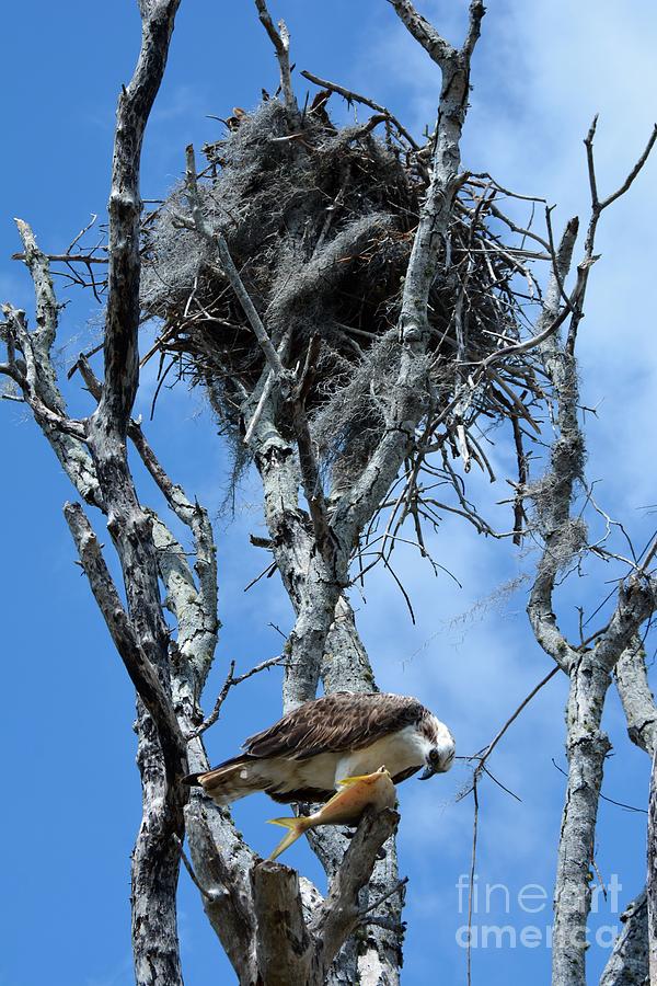 osprey nesting behavior