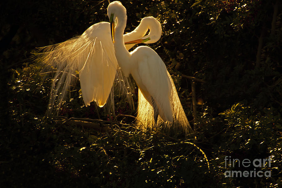 Nesting Pair of Snowy Egrets Photograph by J L Woody Wooden