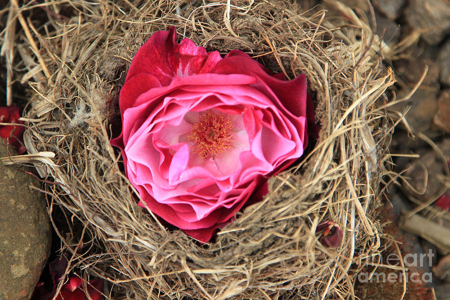 Nesting Rose Photograph by Jeanette French