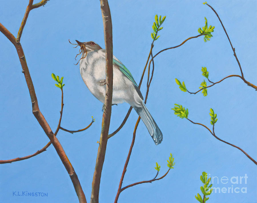 Nesting Scrub Jay Painting by K L Kingston