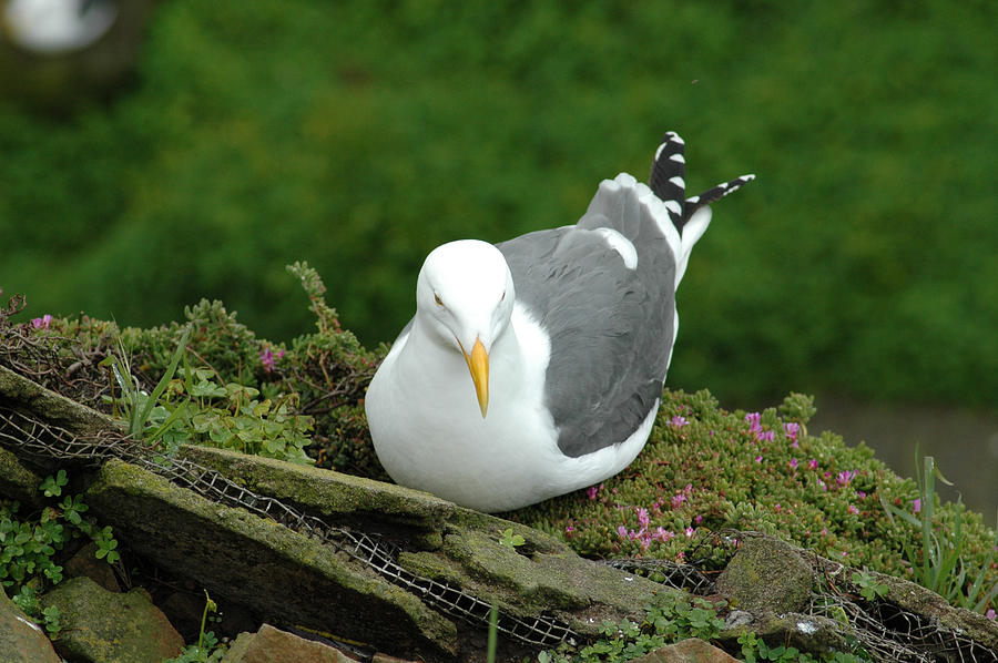 Nesting Seagull Photograph by Bill Kraft - Pixels