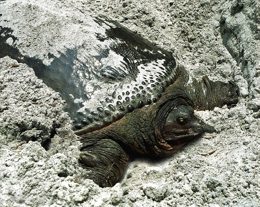 Nesting Softshell Turtle. Hal Scott Preserve. Photograph by Chris  Kusik