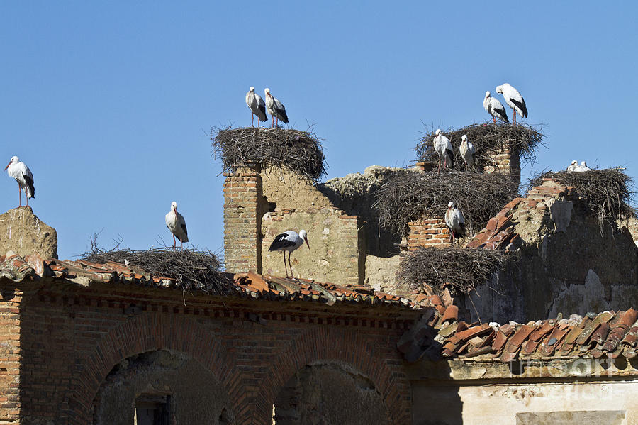 Nesting Stork Colony Photograph by Heiko Koehrer-Wagner