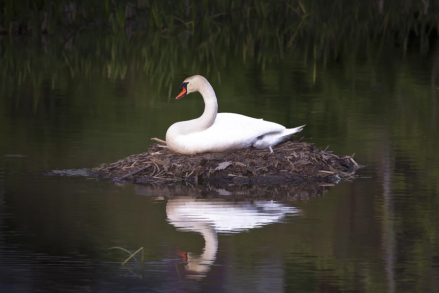 Nesting Swan Photograph by Jack R Perry