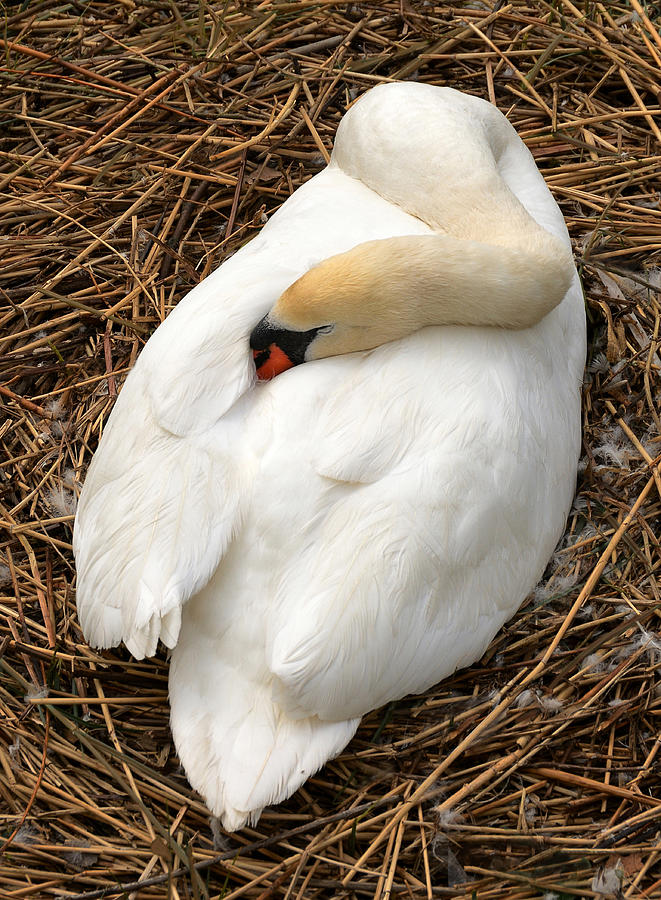 Nesting Swan Photograph by Jim Hughes