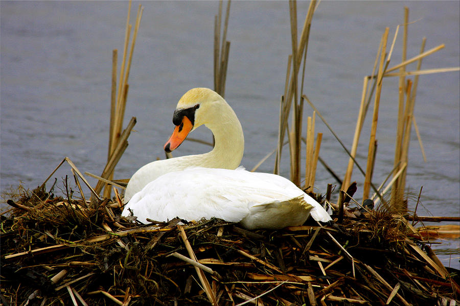 Nesting Swan Photograph by Marie Jamieson