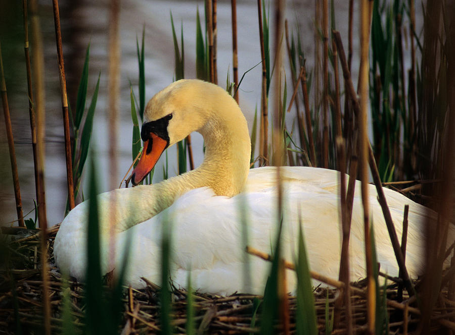 Nesting Swan Photograph by Michael Hubley