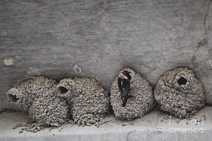 Nesting Time Photograph by Douglas Barnard