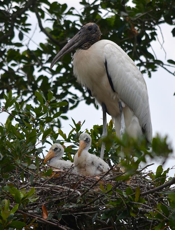 Nesting Wood Stork Family Photograph by Richard Bryce and Family