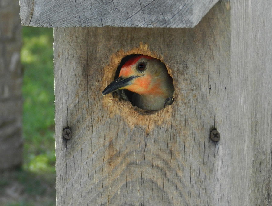 Nesting Woodpecker Photograph