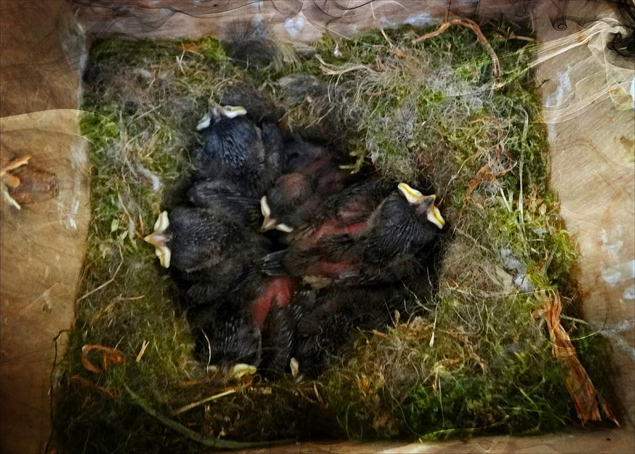 Nestled Chickadee Chicks Photograph by Nick Kloepping