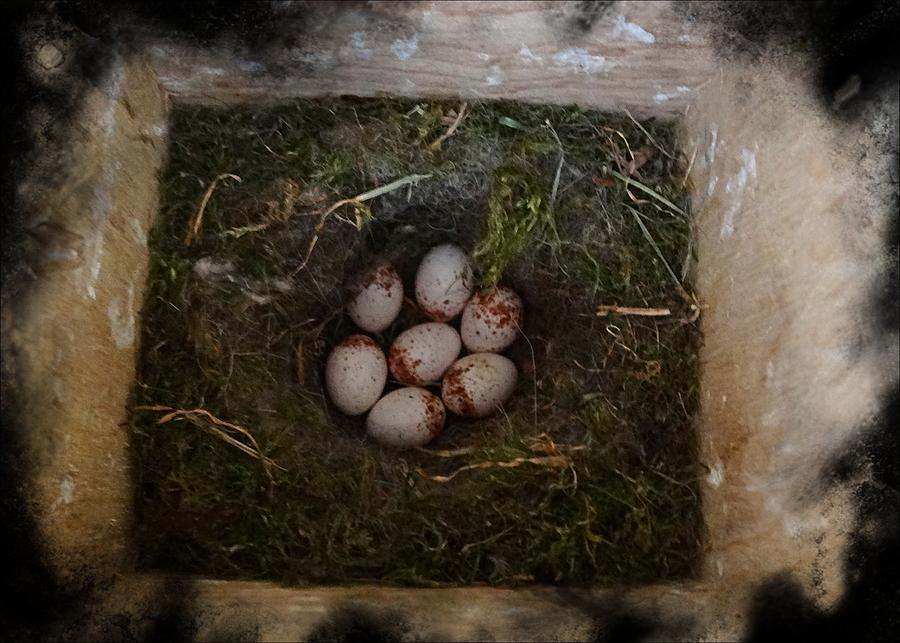 Nestled Chickadee Eggs 1 Photograph by Nick Kloepping