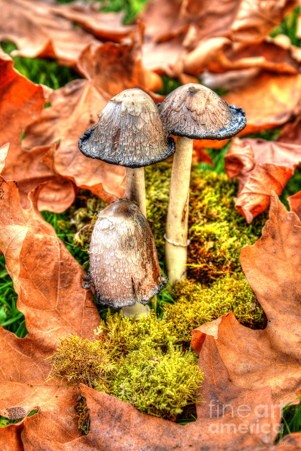 Mushroom Photograph - Nestled in the Leaves by Sarah Schroder