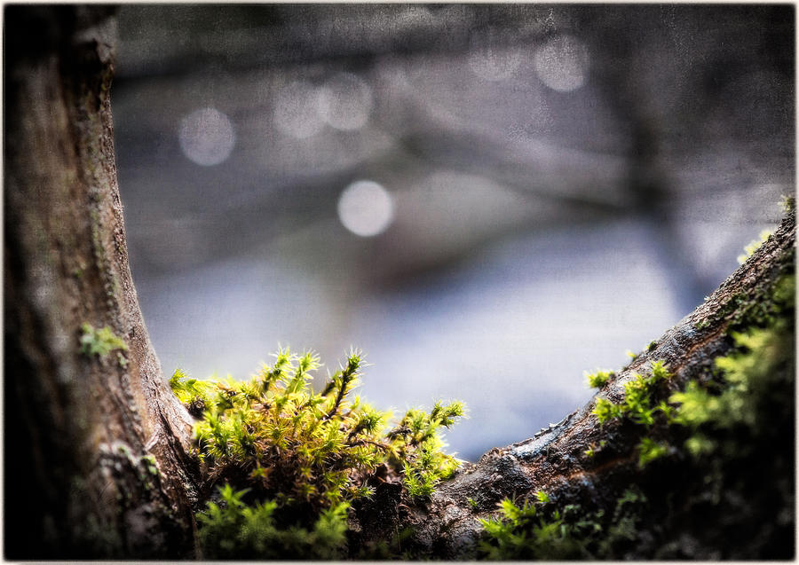 Nestled moss on tree branch Photograph by Peter V Quenter