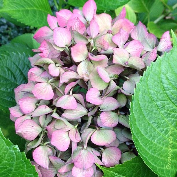 Pink Photograph - Nestled. #pink #hydrangea  In My by Anna Porter