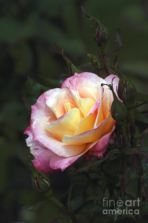 Nestled Rose Photograph by Chris Anderson