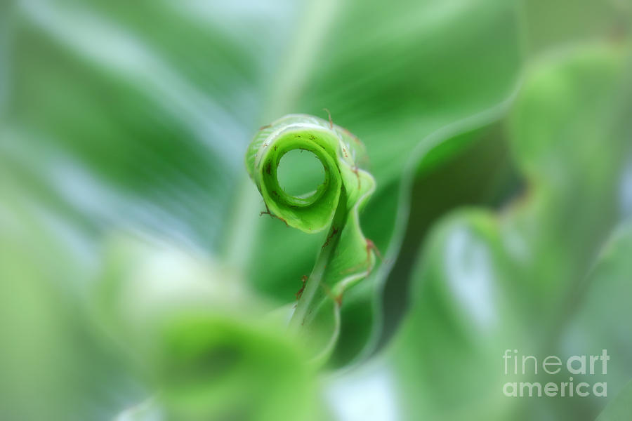 Nestling In Green Photograph by Charline Xia