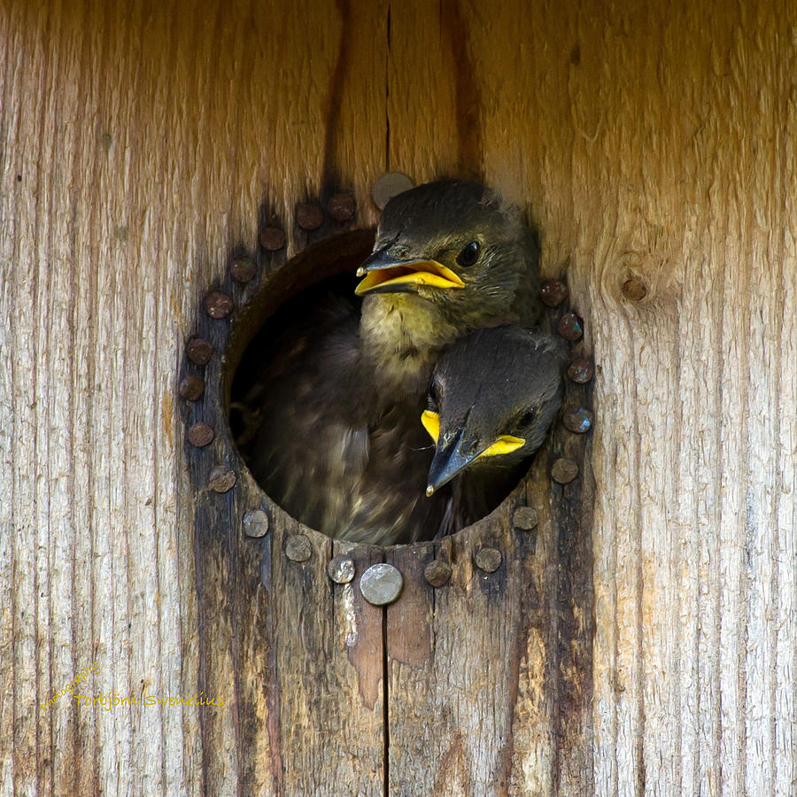 Nestling Starlings Photograph by Torbjorn Swenelius