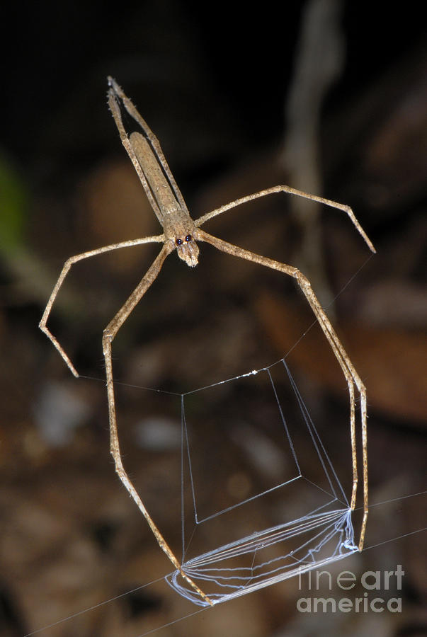 Spider Photograph - Net-casting Spider by Francesco Tomasinelli