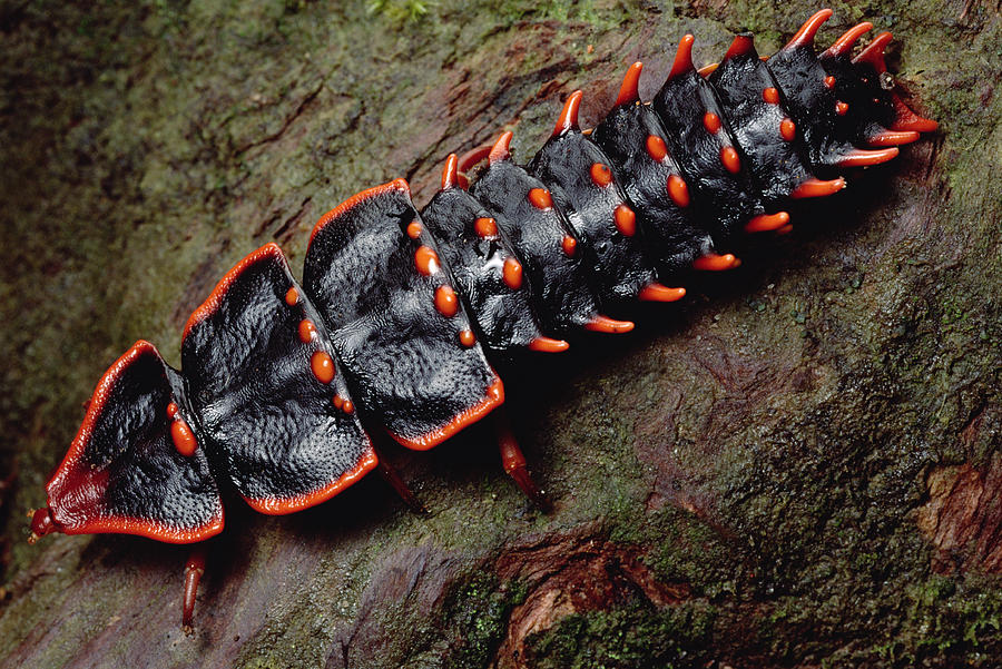 Net-winged Beetle  Borneo Photograph by Mark Moffett