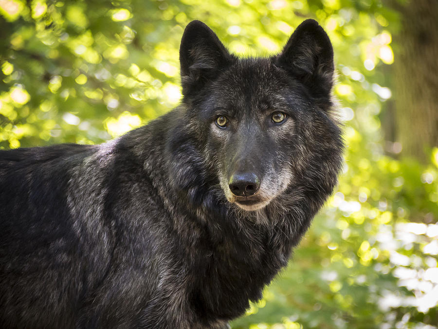Animals Photograph - NETAR in Spring by Jay Huron Animals Photograph - NETAR in Spring by Jay Huron