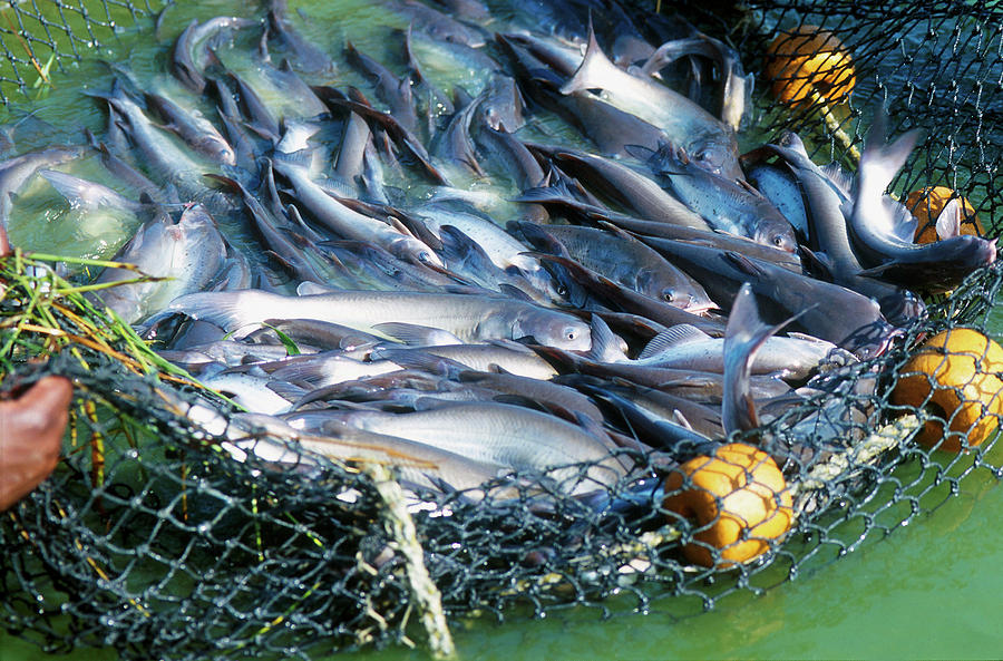 Fish Photograph - Netted Catfish by Peggy Greb/us Department Of Agriculture/science Photo Library