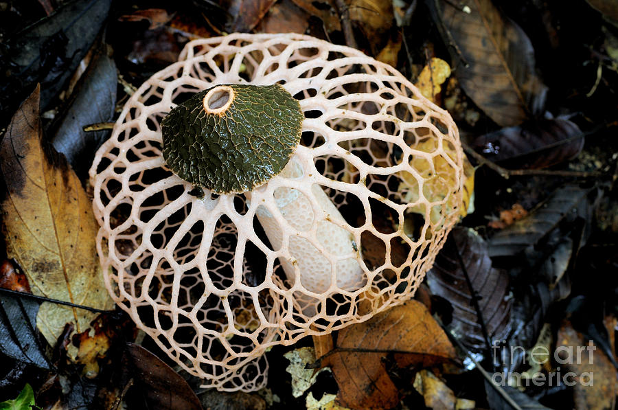 Netted Stinkhorn Fungus Photograph by Fletcher & Baylis