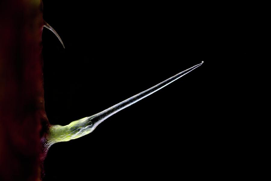 Nature Photograph - Nettle Hairs by Antonio Romero