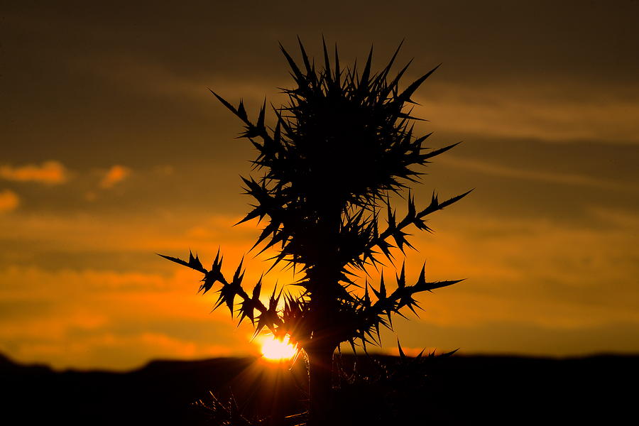Nettle In Silhouette Photograph