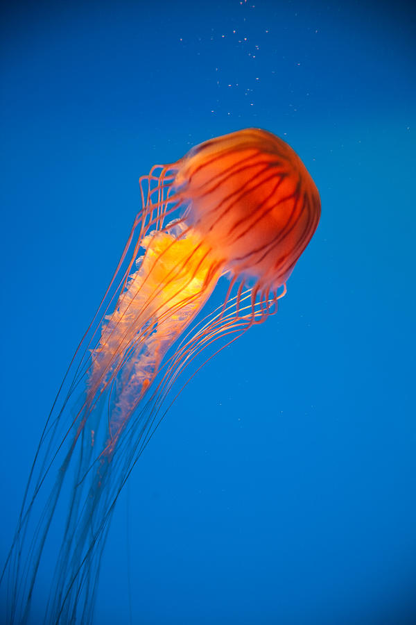 irhadra jellyfissh