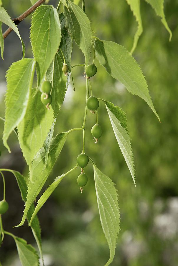 Nettle Tree (celtis Australis) In Fruit by Bob Gibbons/science Photo ...