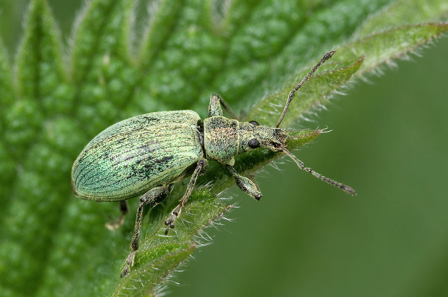 Nettle Weevil Photograph by Nigel Downer - Fine Art America