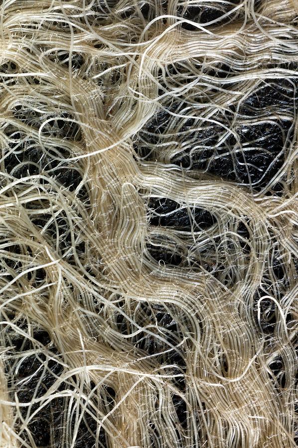 Network Of Grass Roots Photograph by Dr Jeremy Burgess/science Photo Library