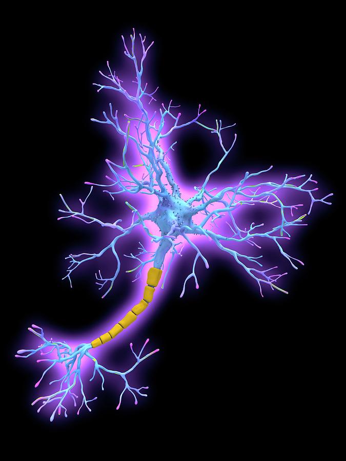 Artwork Photograph - Neuron by Alfred Pasieka/science Photo Library Artwork Photograph - Neuron by Alfred Pasieka/science Photo Library