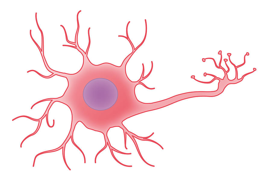 Neuron, Illustration Photograph by MedicalWriters