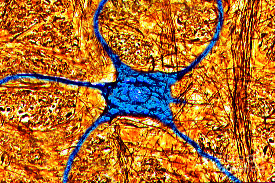 Neuron Photograph by James Cavallini