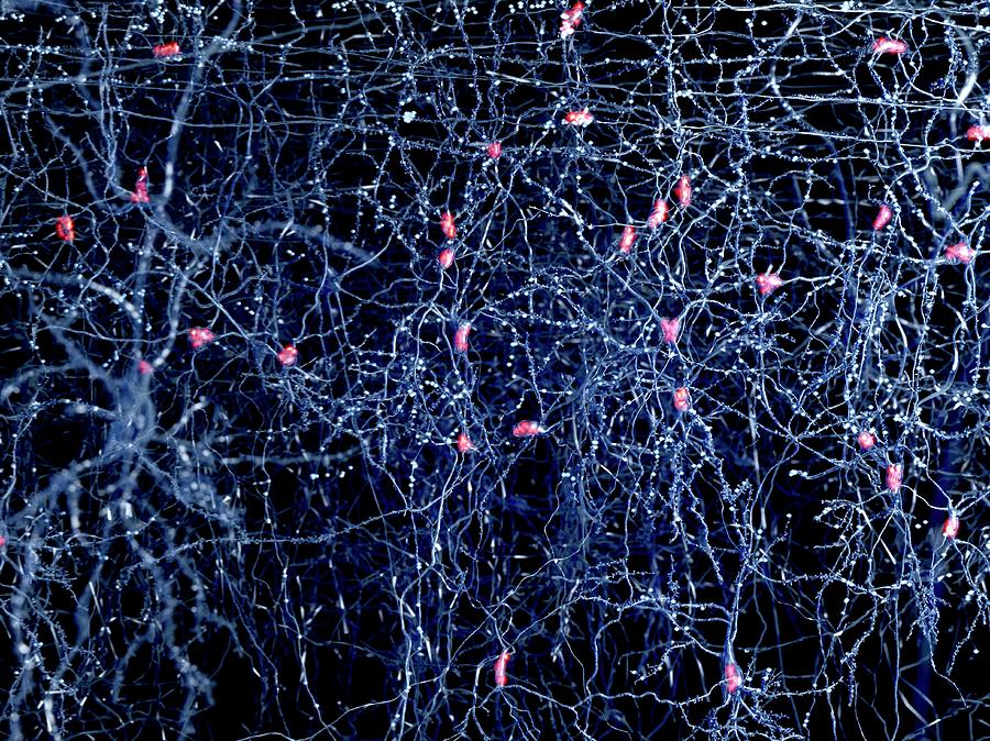 Neuron Network, Artwork Photograph by Juan Gaertner